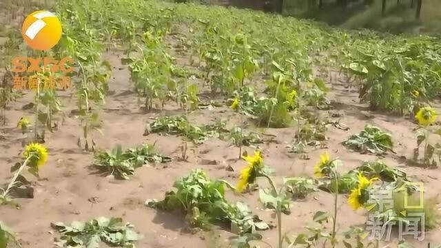 现场直击! 榆林横山部分乡镇遭冰雹 榆阳区今发布冰雹预警!