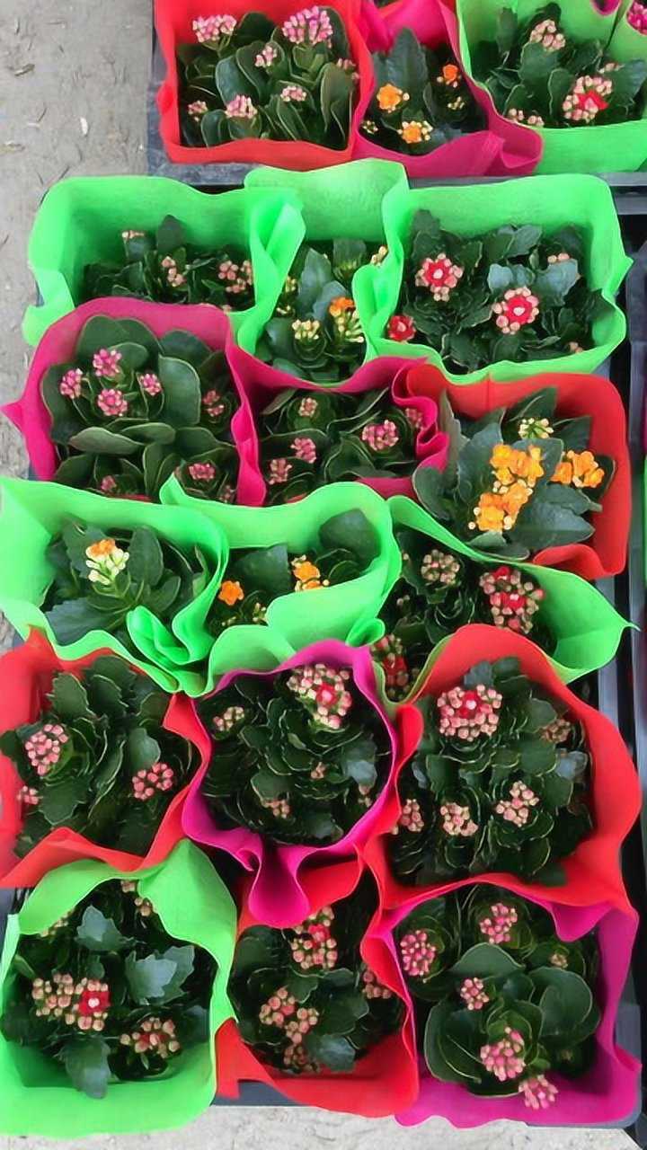 青州花卉市场的长寿花,批发价格在四块至五块之间