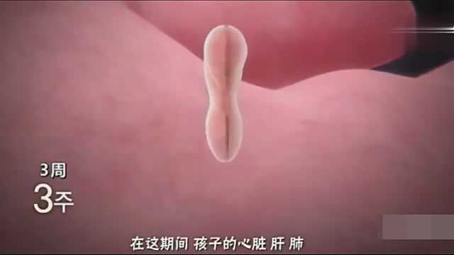 3D视频:胎宝宝2到9周成长过程,太神奇了