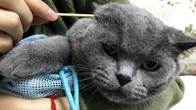 猫耳朵被检查出“马拉色菌”,给猫咪治疗猫耳的第一天记录