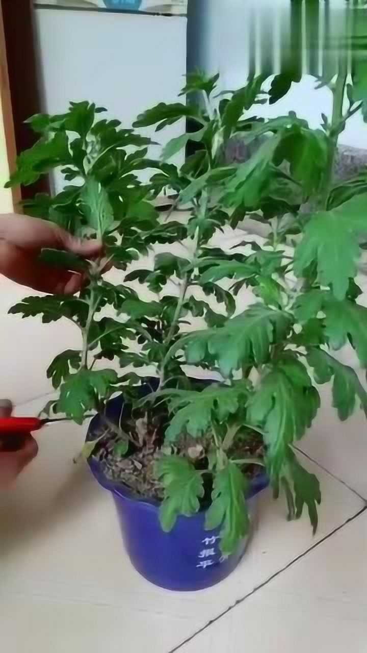 菊花扦插的正确方式,你看看你对了没有!