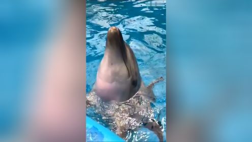 海豚叫声也太好听了吧 真正的海豚音 奇葩二货的日常的秒拍视频