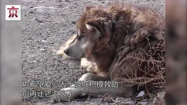 村口惊现一匹“狼”,后来才发现是阿拉斯加犬