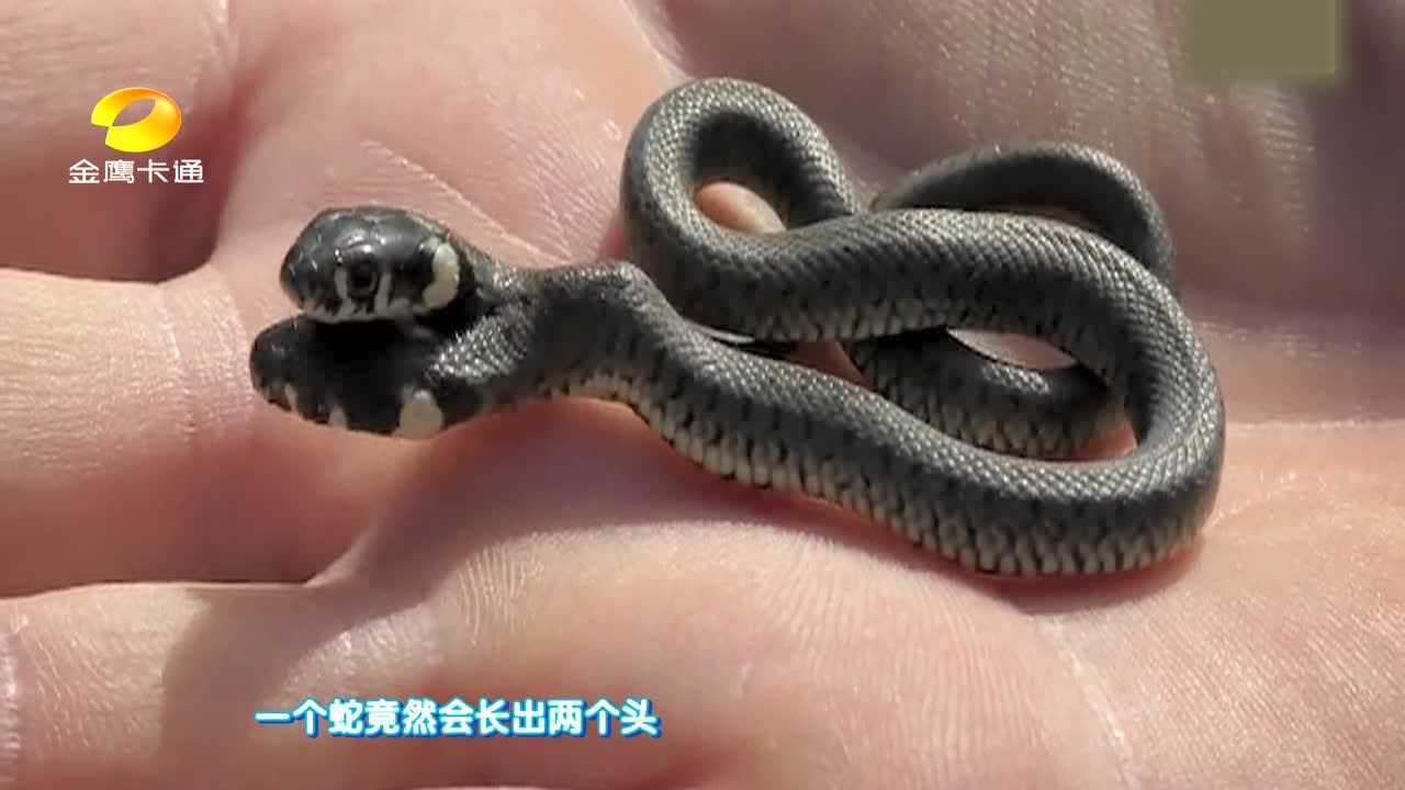童趣大冒险之九头蛇预告片