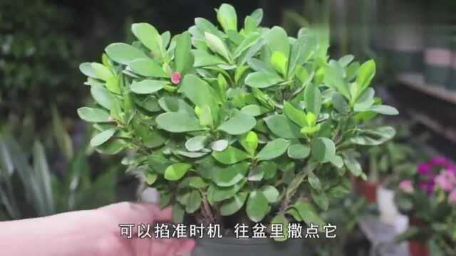 铁海棠叶子繁茂不见花掐准时机撒点“它”,很快就开花