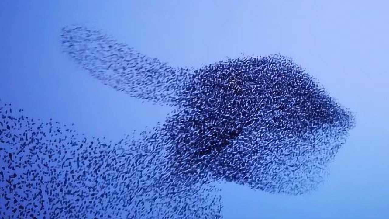 椋鸟在天空中重演百年前的"鸭兔"错觉