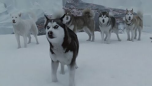 八只雪橇犬被遗忘在南极 为了生存与海豹抢食物 绝地求生！