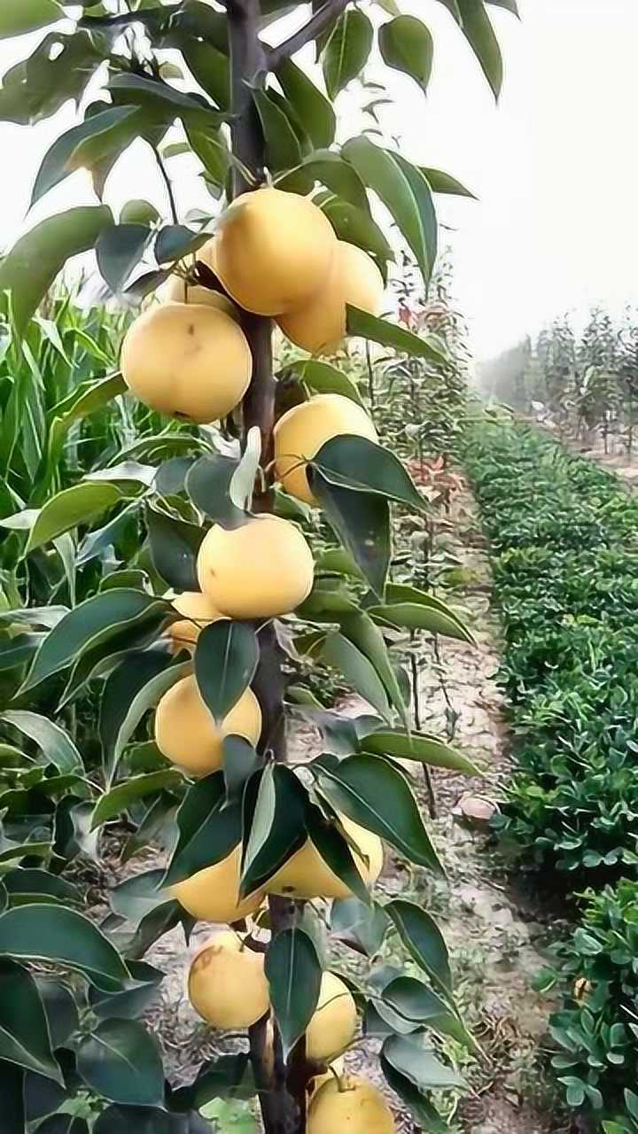 实拍农村黄宝石梨种植地,成熟果子挂满枝头实在诱人