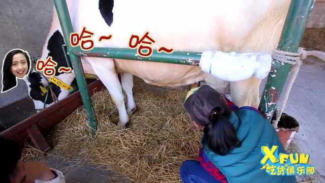 来这儿 你也可以体验挤牛奶 日本2北海道道东