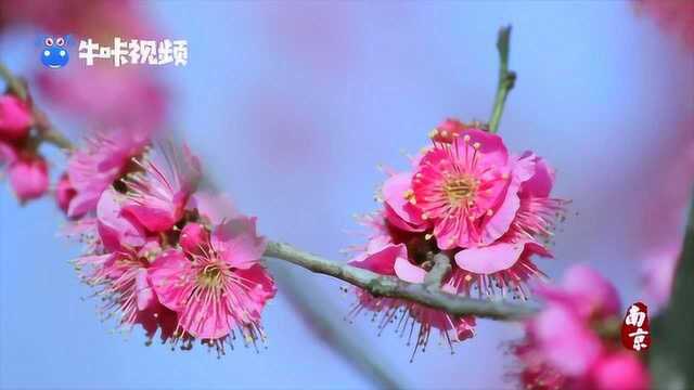 中国梅花蜡梅展览会明年2月南京举行 展览形象全国征集