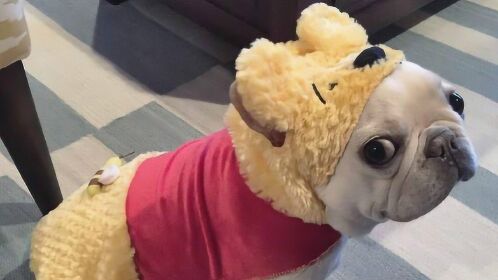 英国老虎狗,被称为"法斗犬plus版",5大缺点却让人避之不及!