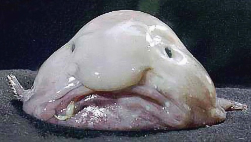 世界上最丑的鱼，水滴鱼夺冠，网友：一坨任性的脂肪