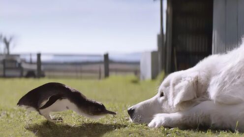 牧羊犬对蓝企鹅情有独钟，为保护它们的安危，甘愿化作守护天使