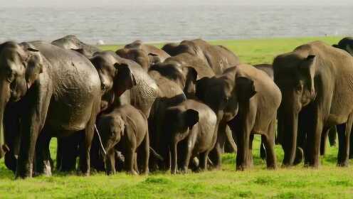 亚洲最大的象群聚集是怎样的画风？这是斯里兰卡的野生动物奇观！