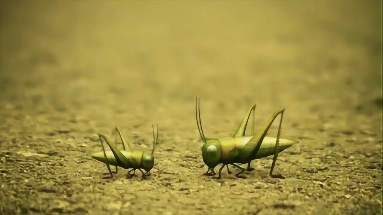 两只蚂蚱跳行比赛,不分上下