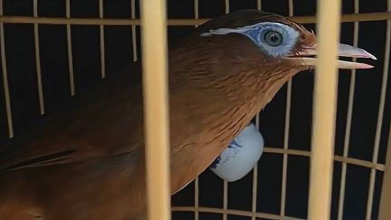 画眉鸟视频:这只"大青鸟",应该被称为"极品",你可以看看