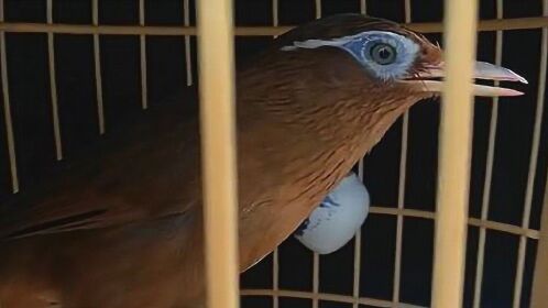 画眉鸟视频:这只"大青鸟",应该被称为"极品",你可以看看