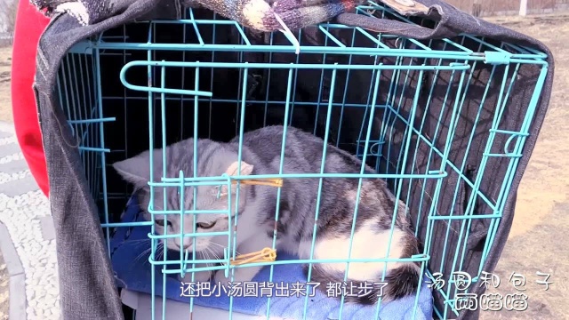 用旧牛仔裤做猫笼,可以背着猫咪去踏春,省钱又实用