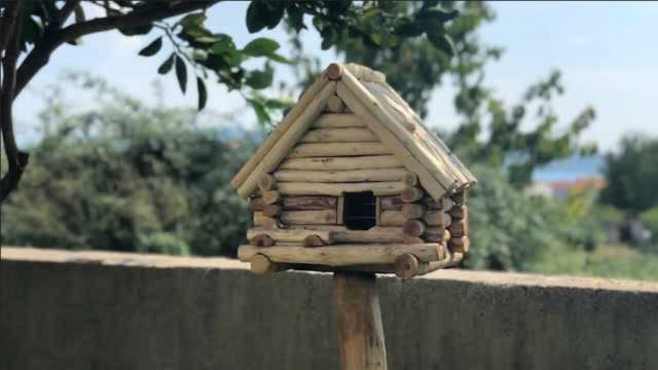手工达人自制的鸟屋给小鸟一个家真有爱心