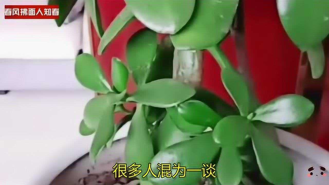 你种的到底是玉树还是燕子掌?别混为一谈,从叶片和茎上很容易区分高清1080P在线观看平台腾讯视频