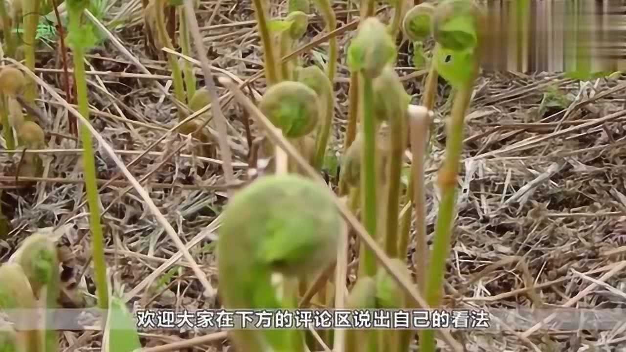 农村一种野菜酷似蕨菜东北叫它野菜王猴腿菜你吃过吗