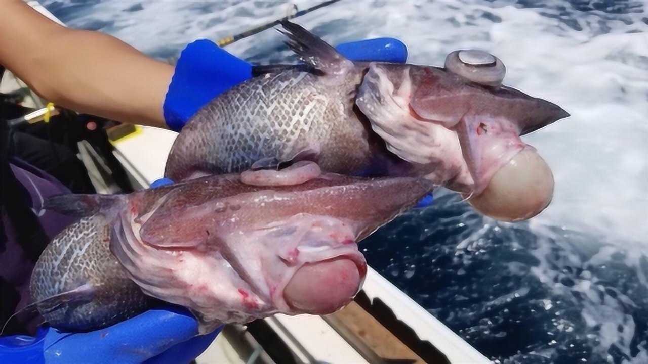 极品剑吻鲨,日本小伙切开生吃,深海中的珍馐