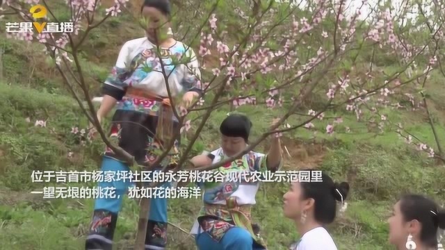 湘西吉首发展农业观光旅游,带动185个贫困家庭脱贫致富