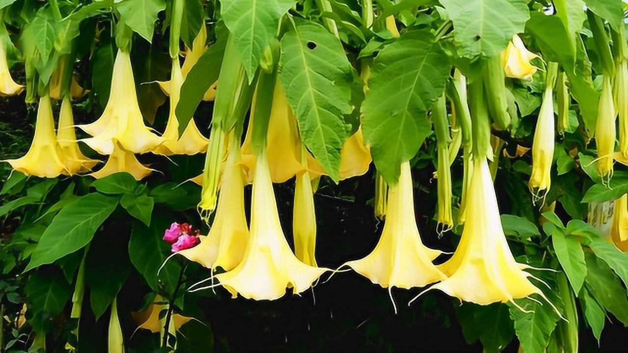 曼陀罗花很漂亮但全身有毒蒙汗药就是用它制成的