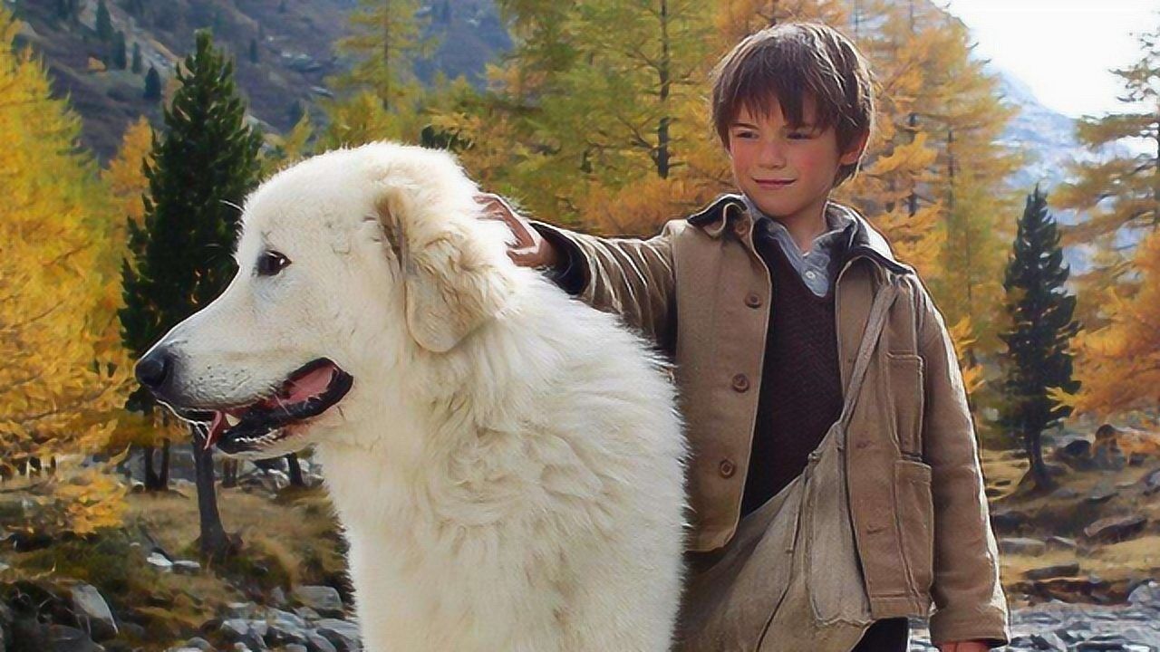 三分鐘看完《靈犬雪莉》,小男孩收養雪山犬王,馴服它當自己的寵物