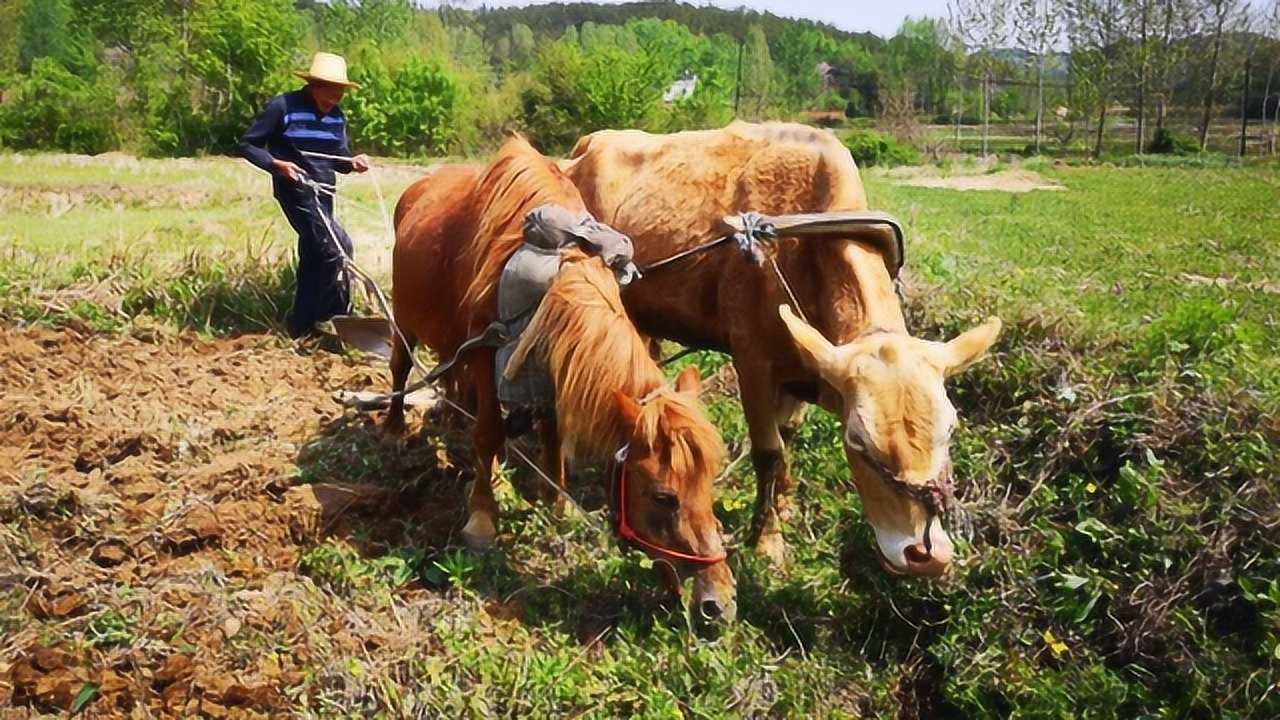 实拍:河南南阳农村,最传统的黄牛和驴耕地,你见过吗?