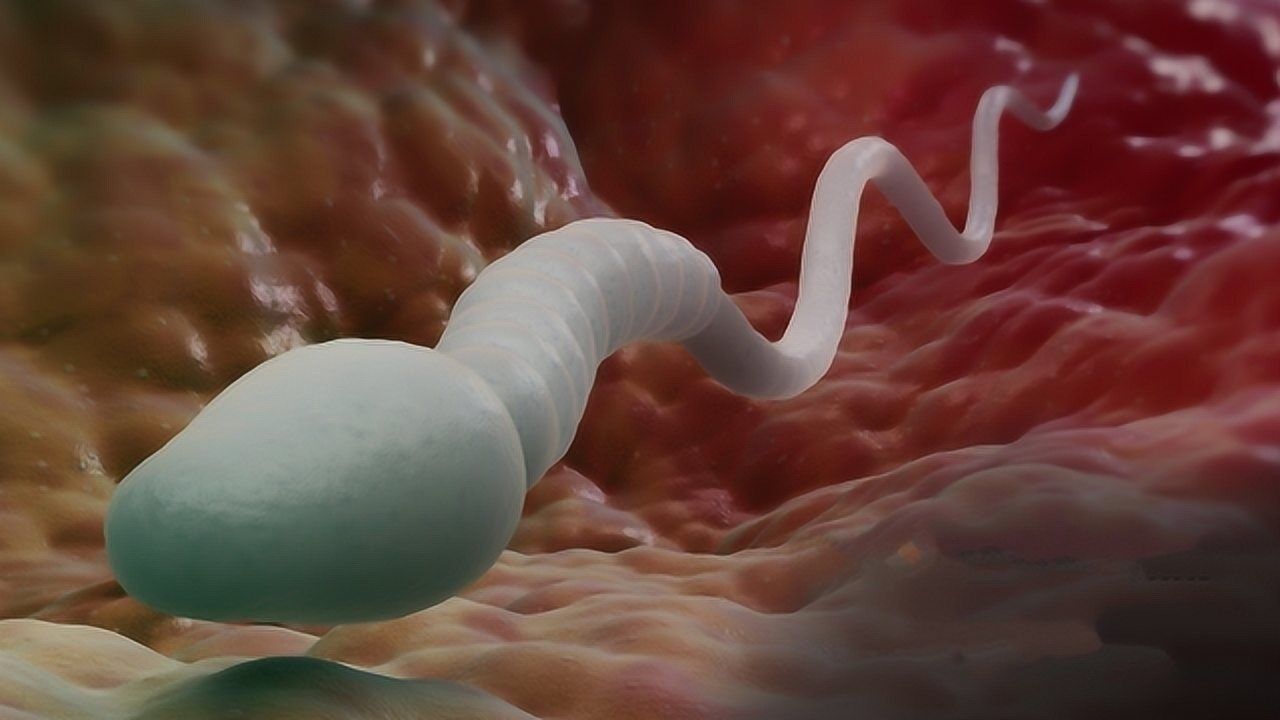 生孩子时精子和卵子是怎么结合3d演示全过程看完会心一笑