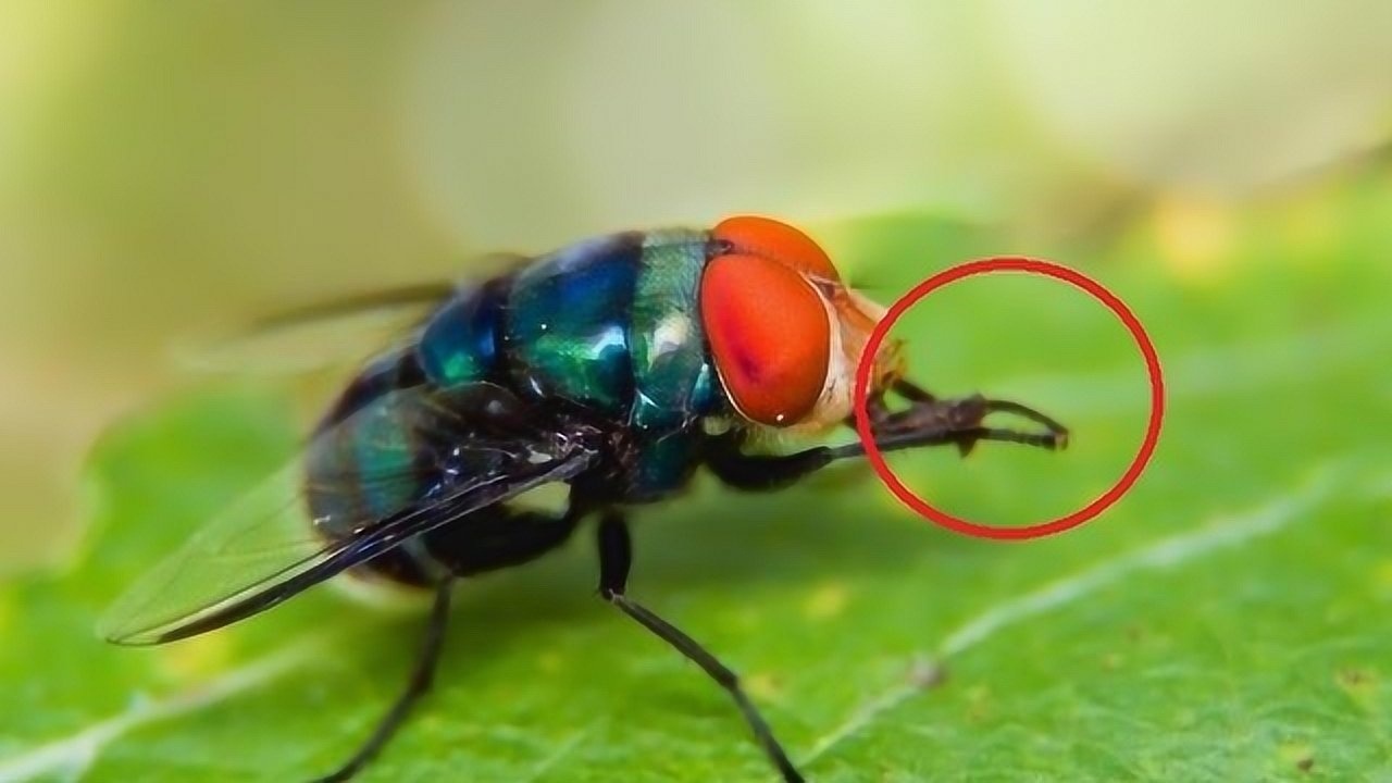 为什么苍蝇总喜欢"搓手"?竟然是这个原因
