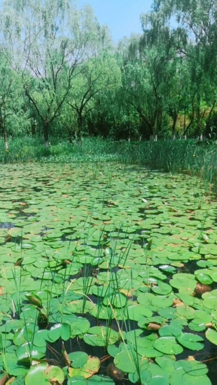 方州公园,小沟碧河,绿野隐仙踪.