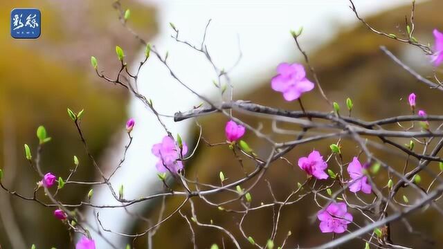 美!满山金达莱花怒放