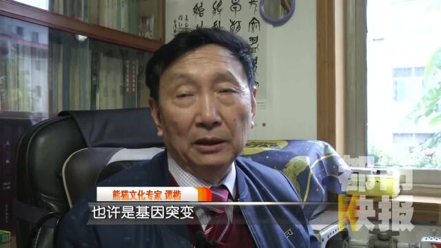 白鹿原薄太后墓曾发现2100年前大熊猫头骨