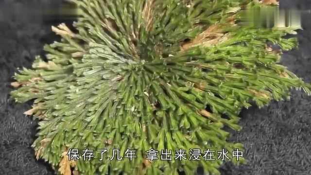 农村最常见,人称“九死还魂草”,记住它的样子现在非常珍贵