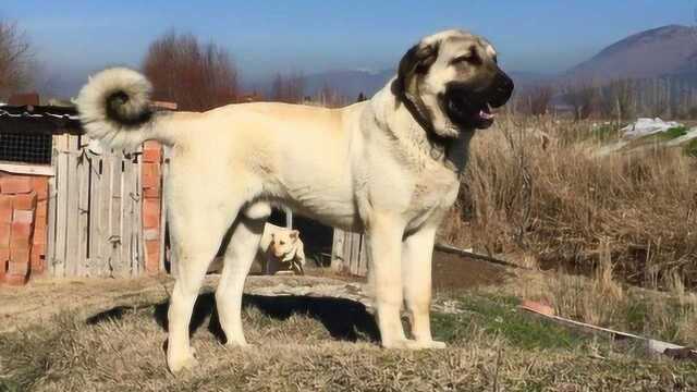 世界名犬之坎高犬,能够见到纯种的都算是荣幸至极