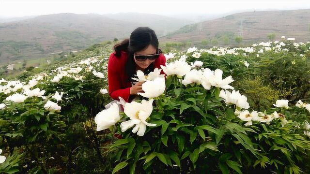 乡村之行,走进华岐镇油用牡丹园,没想到会有这么多花