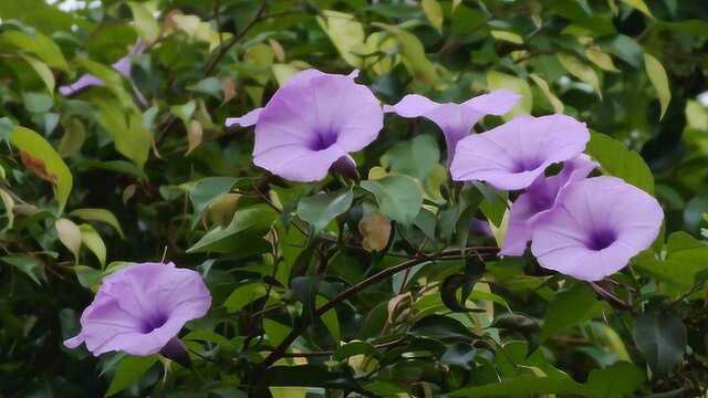 农村人经常用这种野草泡酒,每天喝两次,专治风湿性关节炎!