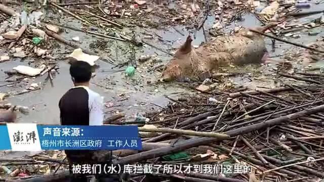 梧州江面现大量死猪漂流,官方否认猪瘟