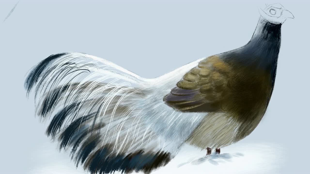 教你绘画褐马鸡