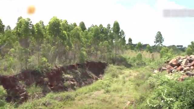 湛江雷州:林地遭大面积非法开采 荒废近3年