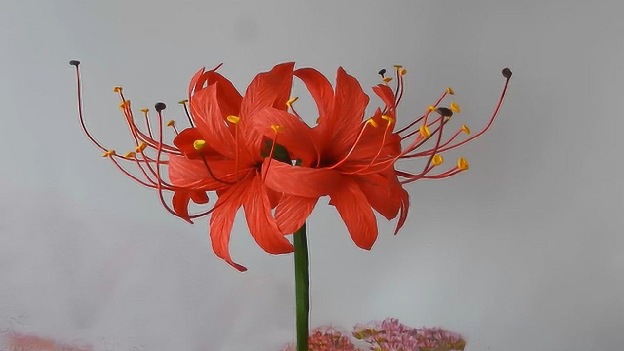 曼珠沙华又名红色彼岸花,花开一千年,叶落一千年,花叶永不相见