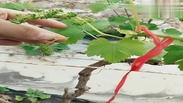 葡萄树穗的管理给大家说一下,所有的花须都掐掉,花穗才长得好!