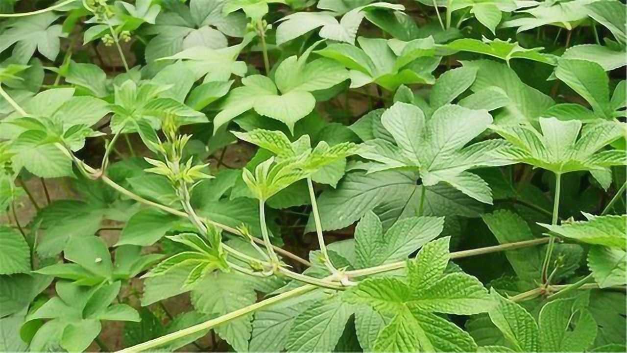 才清楚,农村随处可见的拉拉秧,原来这么厉害,解决家家一大烦恼_高清1080P在线观看平台_腾讯视频