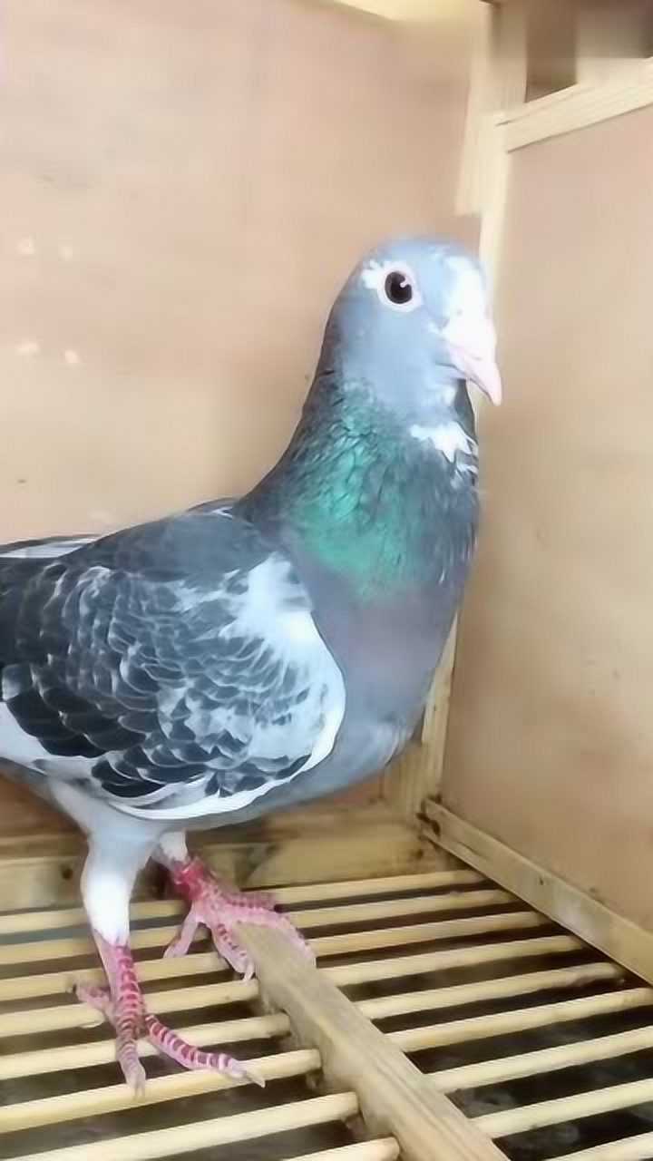 杨阿腾特留种雌,雨点花白条,玉嘴玉爪非常漂亮