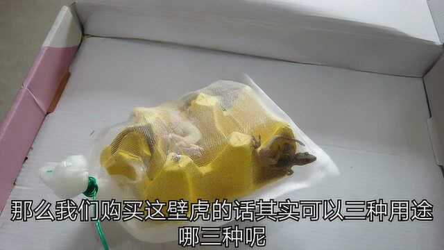 开箱分享网购异类宠物,购买5条大号壁虎,你能接受做宠物吗?