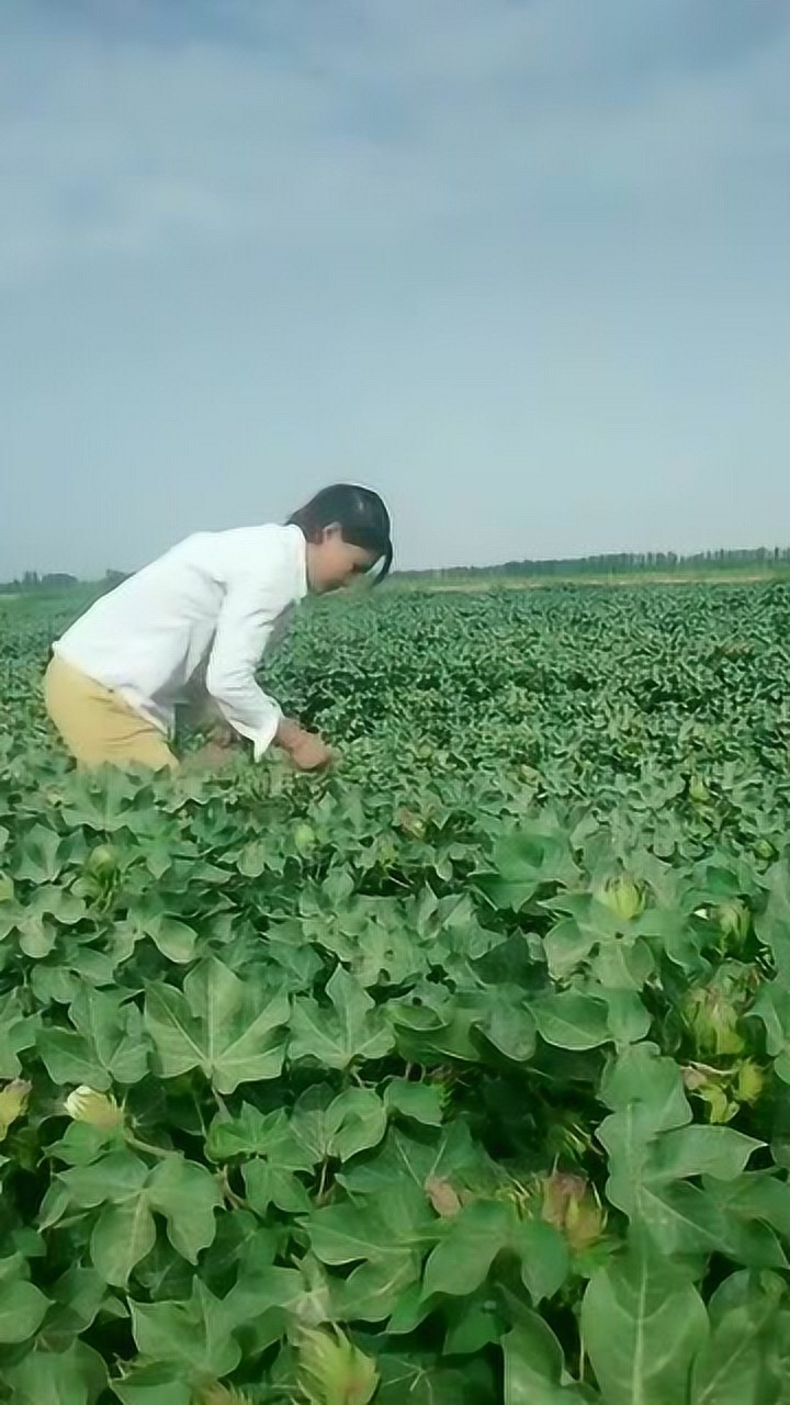 大姐在棉花地里干活摘了颗棉桃就开始吃这能吃
