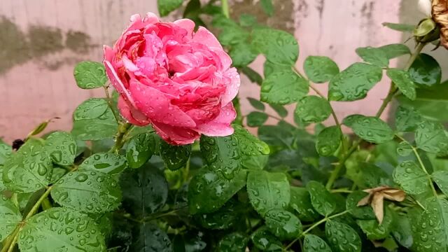 我家后花园的雨露清晨!