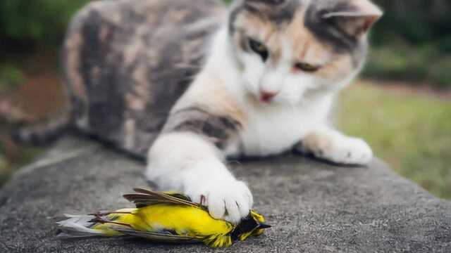 别不信!猫已被列为100种非自然入侵物种!别再让你的猫乱跑了